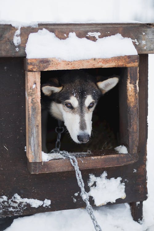 Imagine de stoc gratuită din acoperit de zăpadă, animal, câine