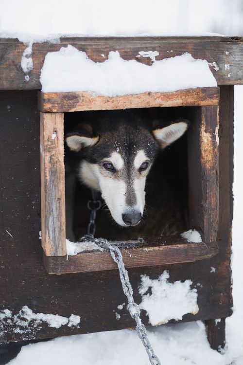 Free A Siberian Husky looks out from a snow-covered dog house in winter. Stock Photo