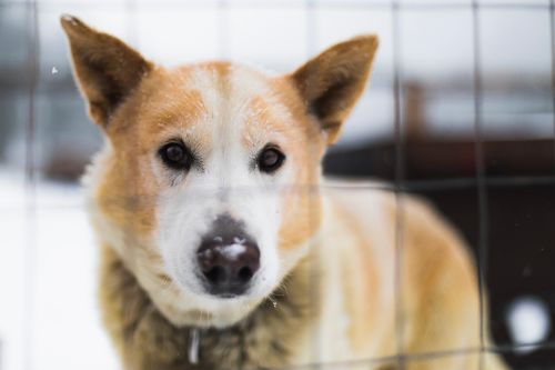 Free A close-up portrait of a dog looking through a cage during winter, capturing its expression. Stock Photo
