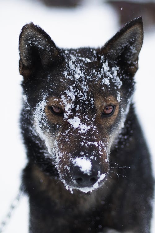 Fotos de stock gratuitas de cabeza de animal, invierno, mascota