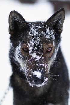 Close-up of a dog's face with snow-covered fur in a winter setting.