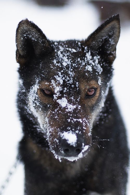 Free Close-up of a dog's face with snow-covered fur in a winter setting. Stock Photo