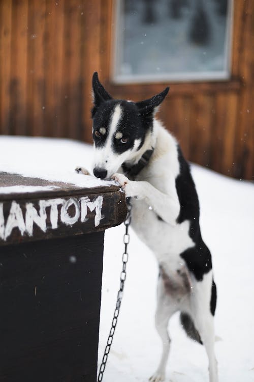 ペット, 冬, 動物の無料の写真素材