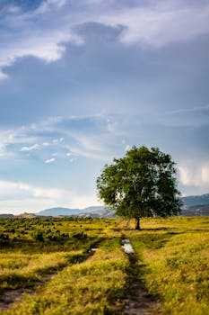 在乡村明亮的蓝天下，一棵孤独的树矗立在充满活力的绿色田野上