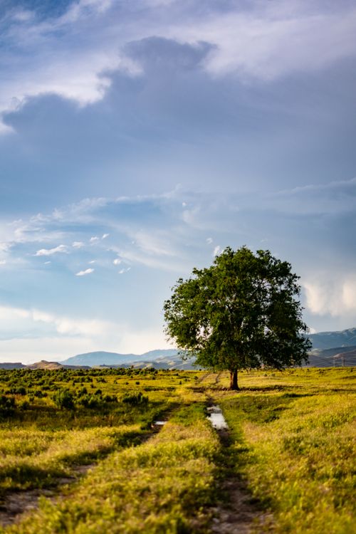 Free Lone tree in a vibrant, green field under a bright blue sky in the countryside. Stock Photo