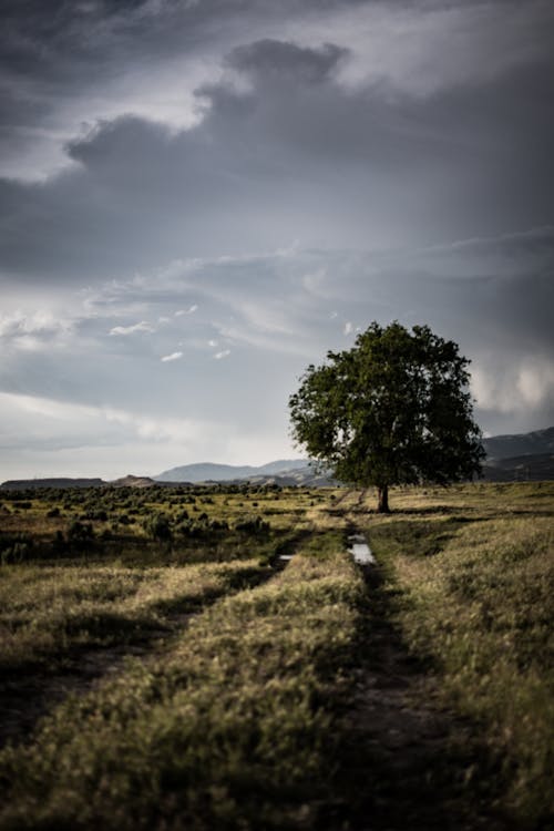 Einsamer Baum Auf Grasfeld Unter Bewölktem Himmel