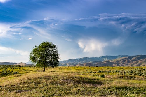 Green Tree