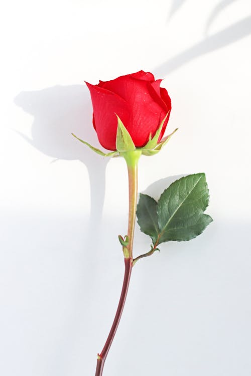 Red Rose on White Surface