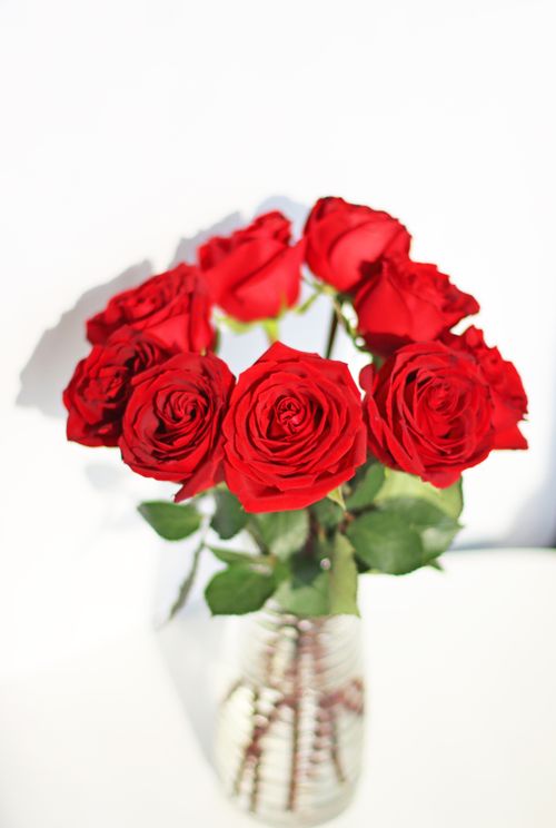 Free Vibrant red roses arranged in a clear glass vase against a white background. Stock Photo