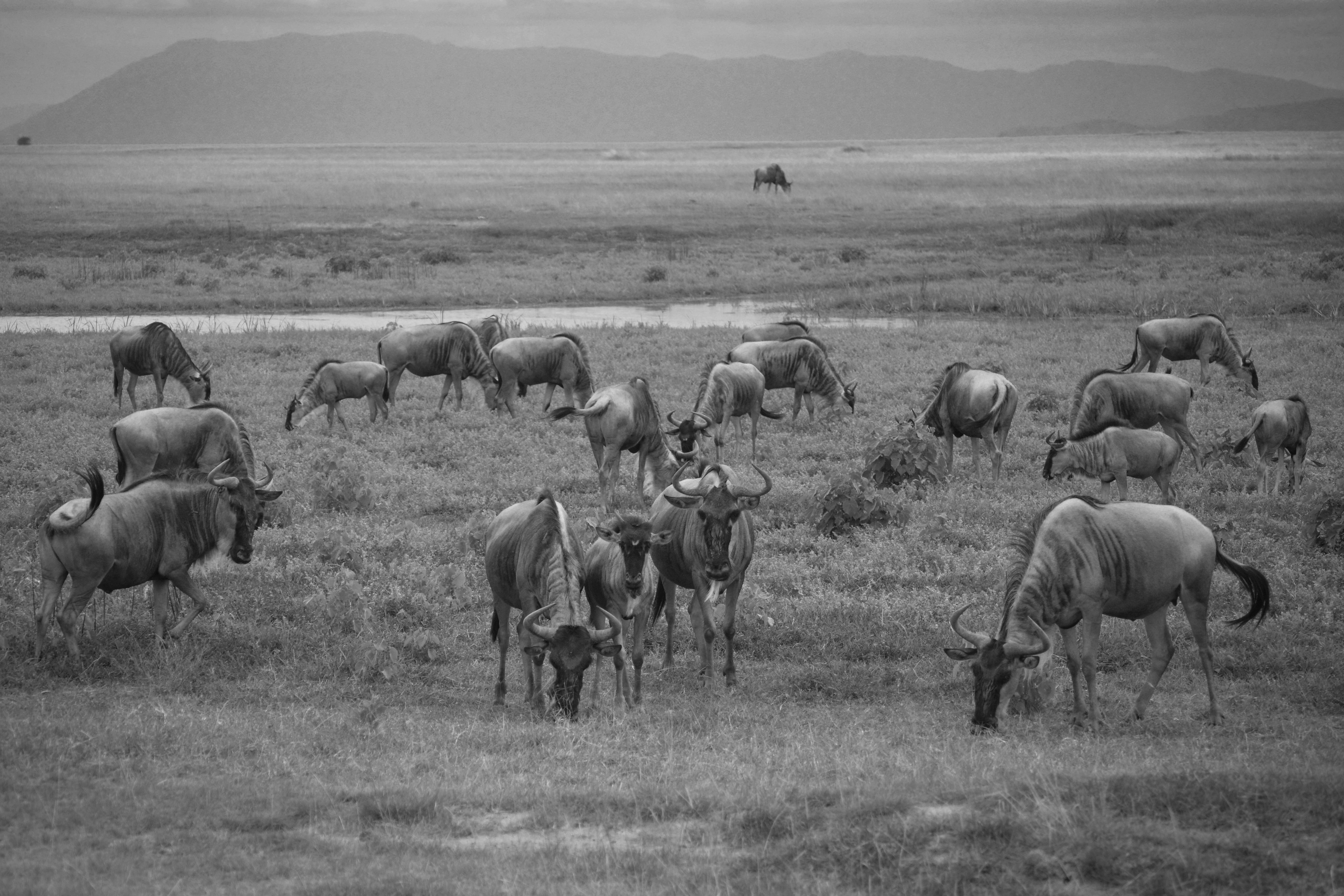 Free stock photo of black and white, black and-white, wildebeest