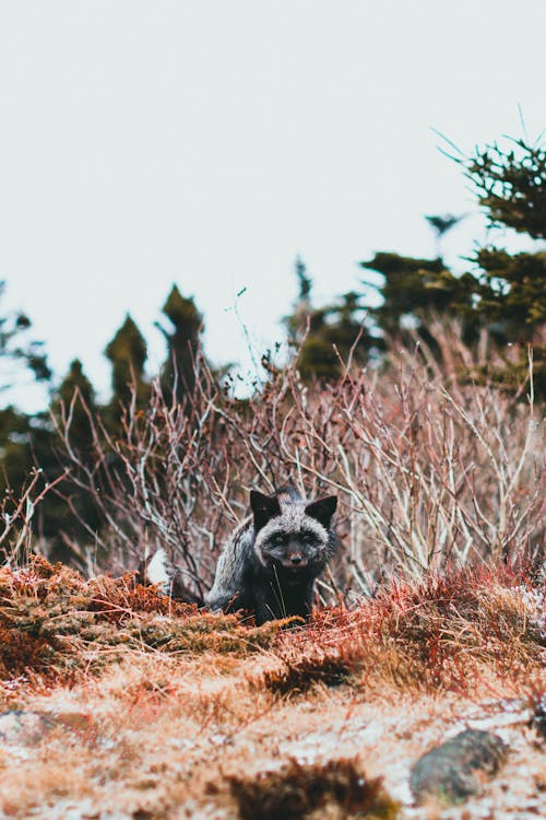 Silver Fox on a Field 