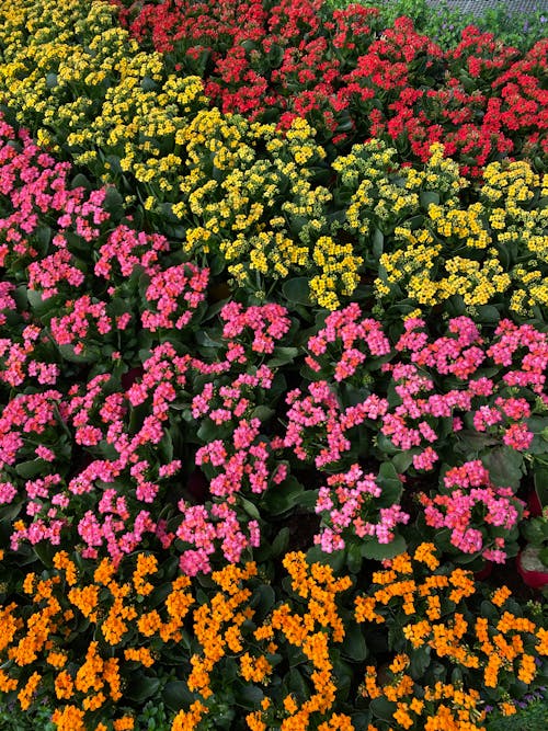 Foto profissional grátis de ao ar livre, canteiro de flores, colorido