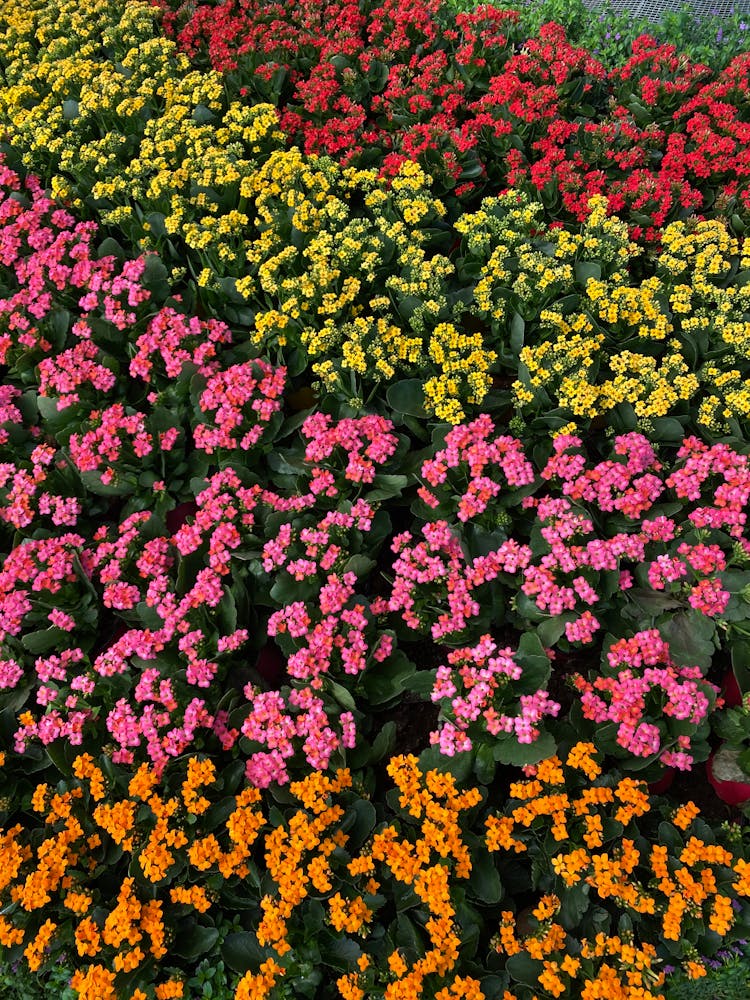 Colourful Garden Composition Of Living Flowers