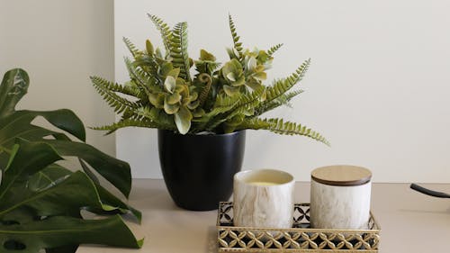 Fern and Succulent Plant on Black Ceramic Pot