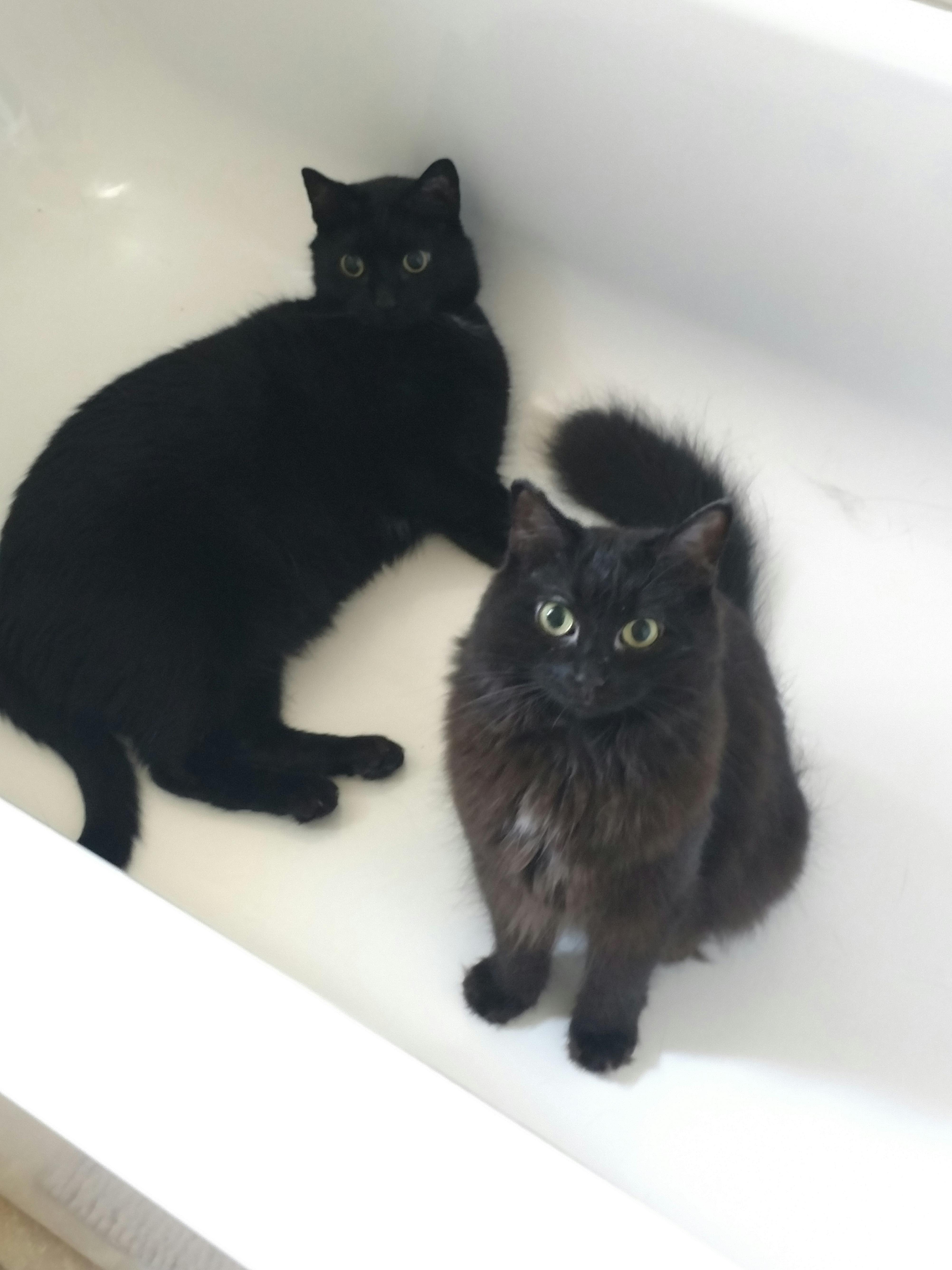 Free stock photo of black cats, cats, cats in tub