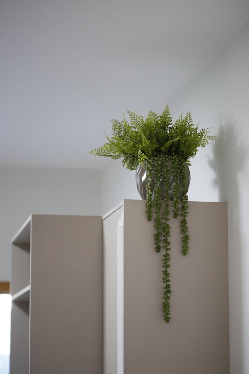 Potted Plant on a Bookshelf 