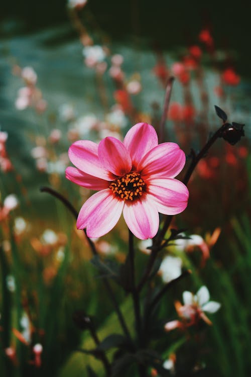 咲くピンクのダリアの花