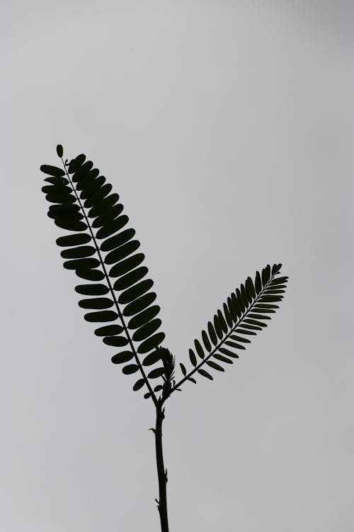 Silhouette of Leaves on Twigs