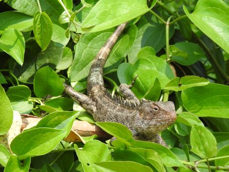 Oriental Garden Lizard Perched on Green Plants