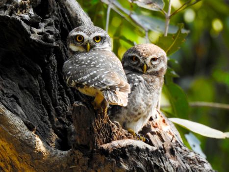 Close-up of two spotted owlets sitting together in a tree hollow surrounded by lush greenery.