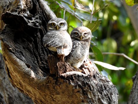 Two spotted owlets perched on a tree branch in their natural habitat.