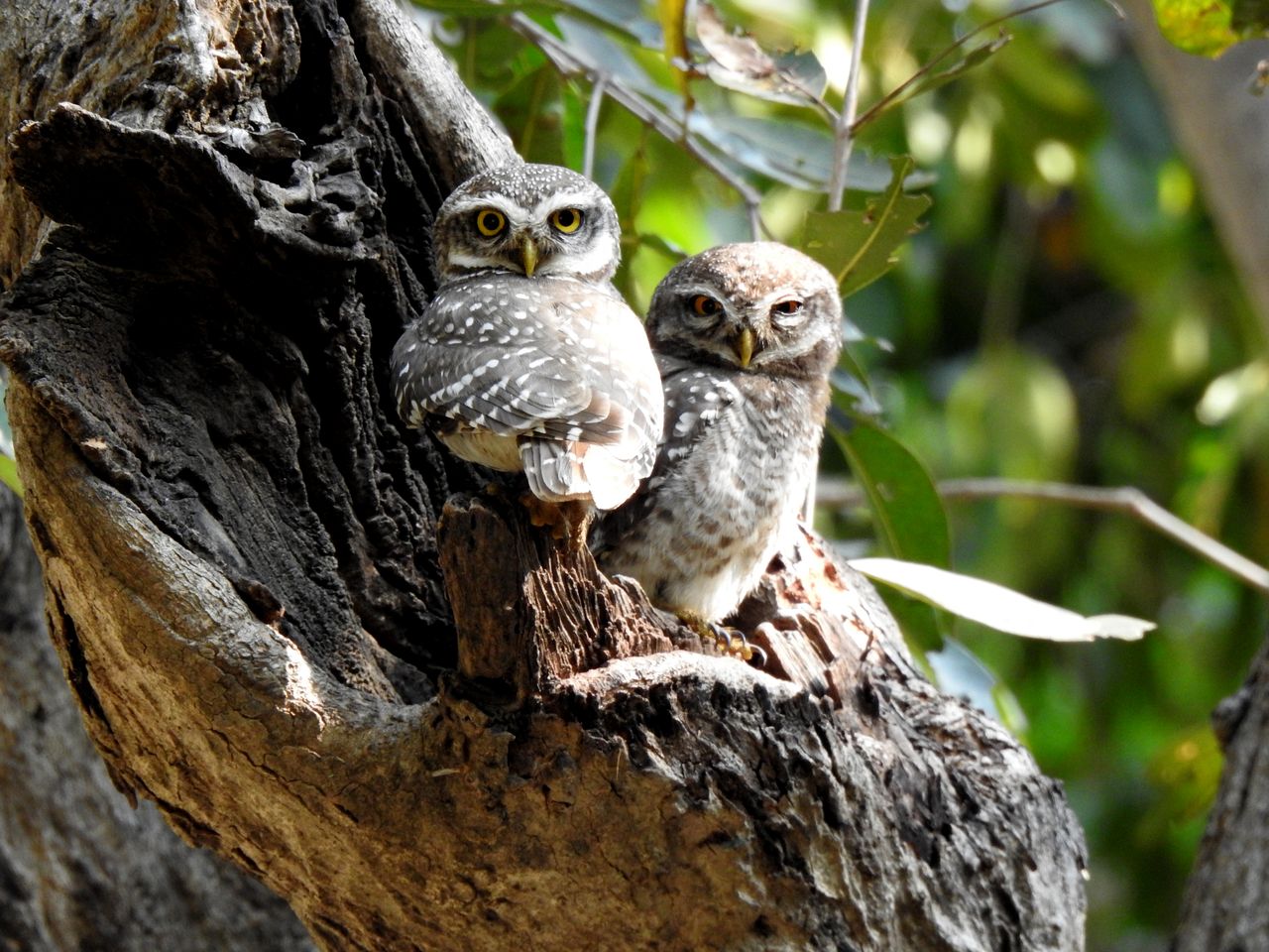 two spotted owlets perched on a tree branch in their natural habitat