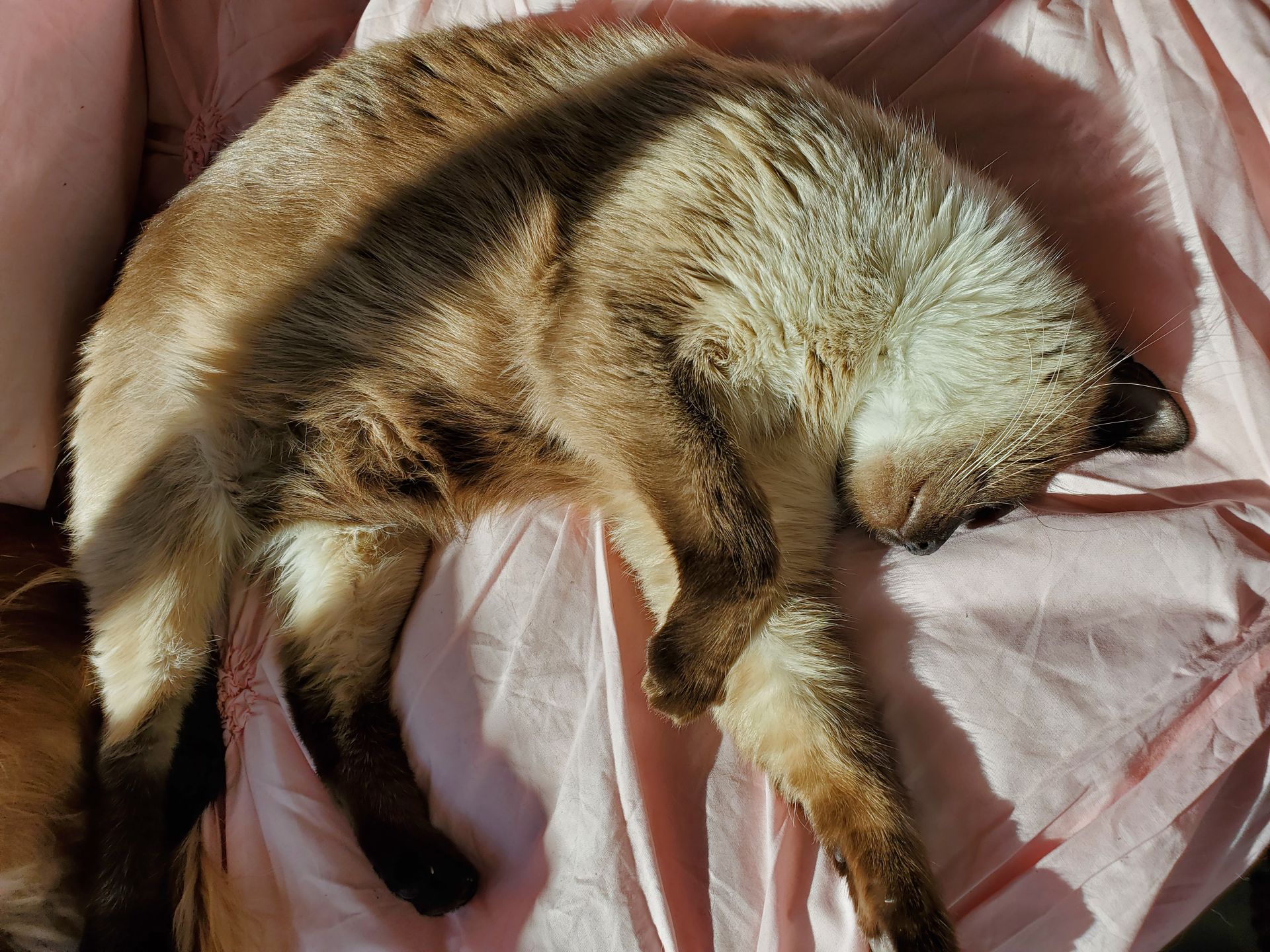 A relaxed brown Siamese cat sleeping on pink satin under warm sunlight.