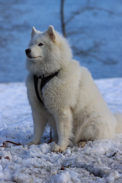 White Long Coated Dog on Snow Covered Ground