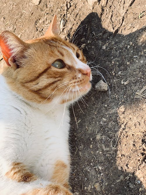 Fotos de stock gratuitas de bigotes, gato, gato anaranjado