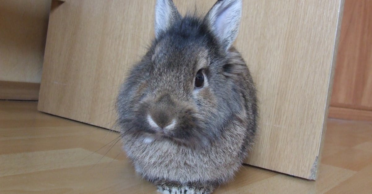 Free stock photo of bunny, rabbit
