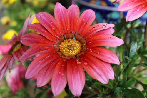 Kostnadsfria Kostnadsfri bild av blomning, flora, kransgull Stock foto