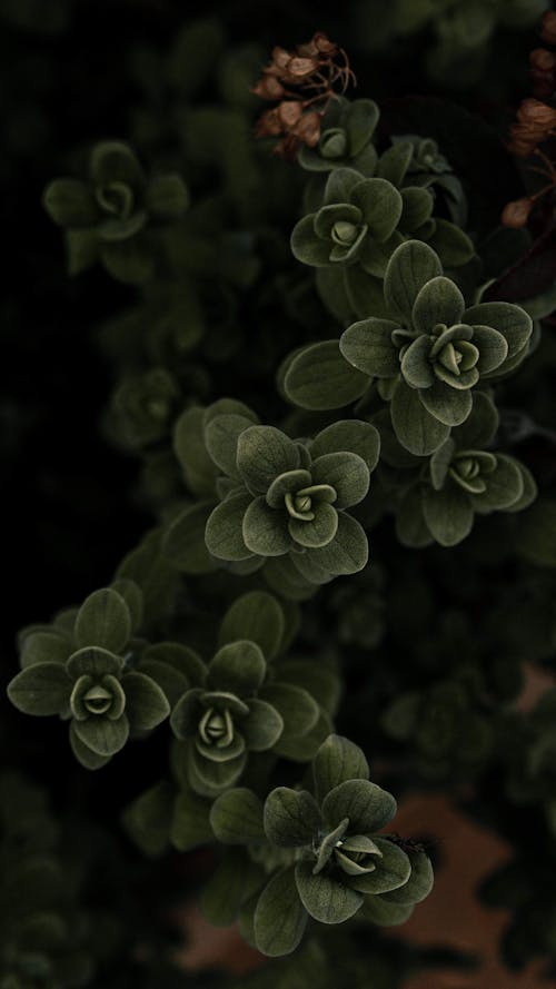 Бесплатное стоковое фото с вертикальный выстрел, зеленые листья, зеленые растения