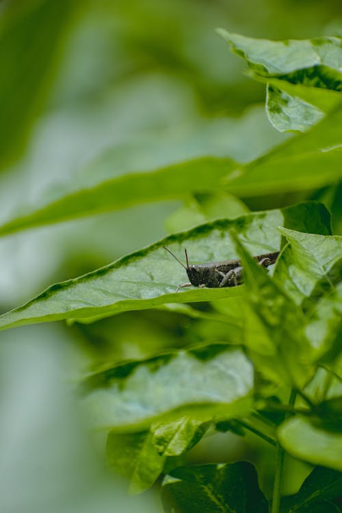 Close-Up Shot of a Grasshopper on Green Leaf