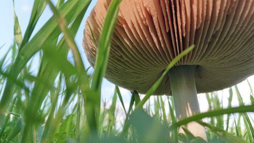 Free under a mushroom Stock Photo