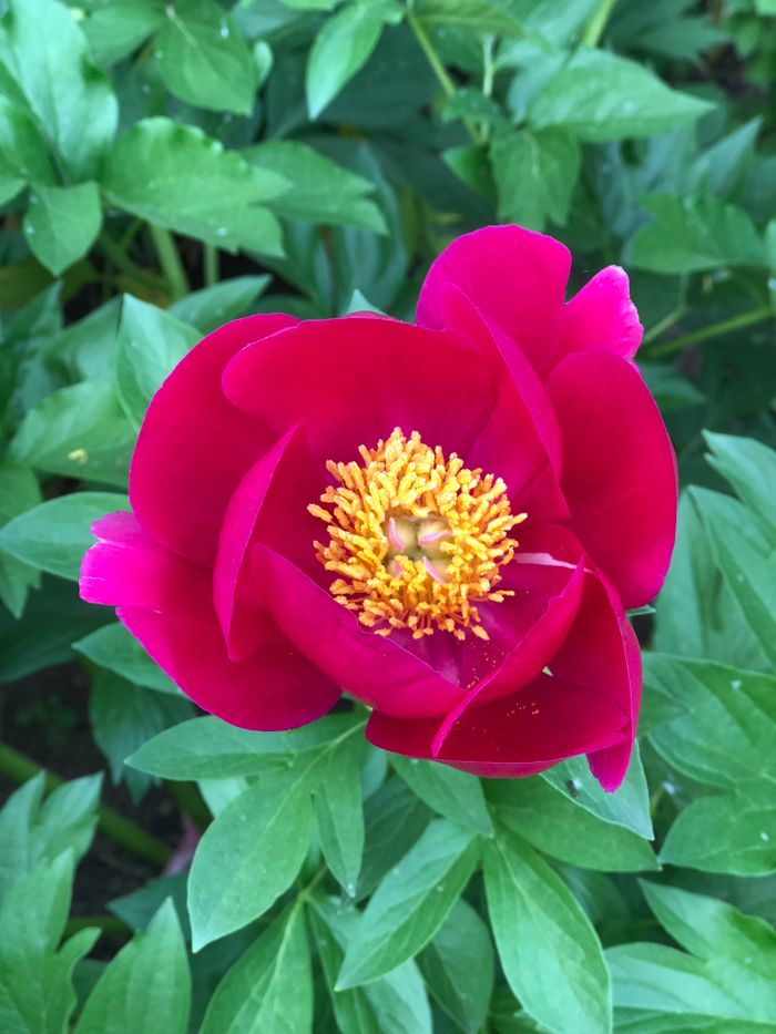 Peony in full bloom beside the terrace