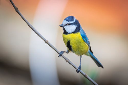 Eurasian Blue Tit Perched on a Brown Tree Branch