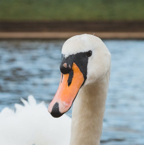 Close-up Photo of a Mute Swan