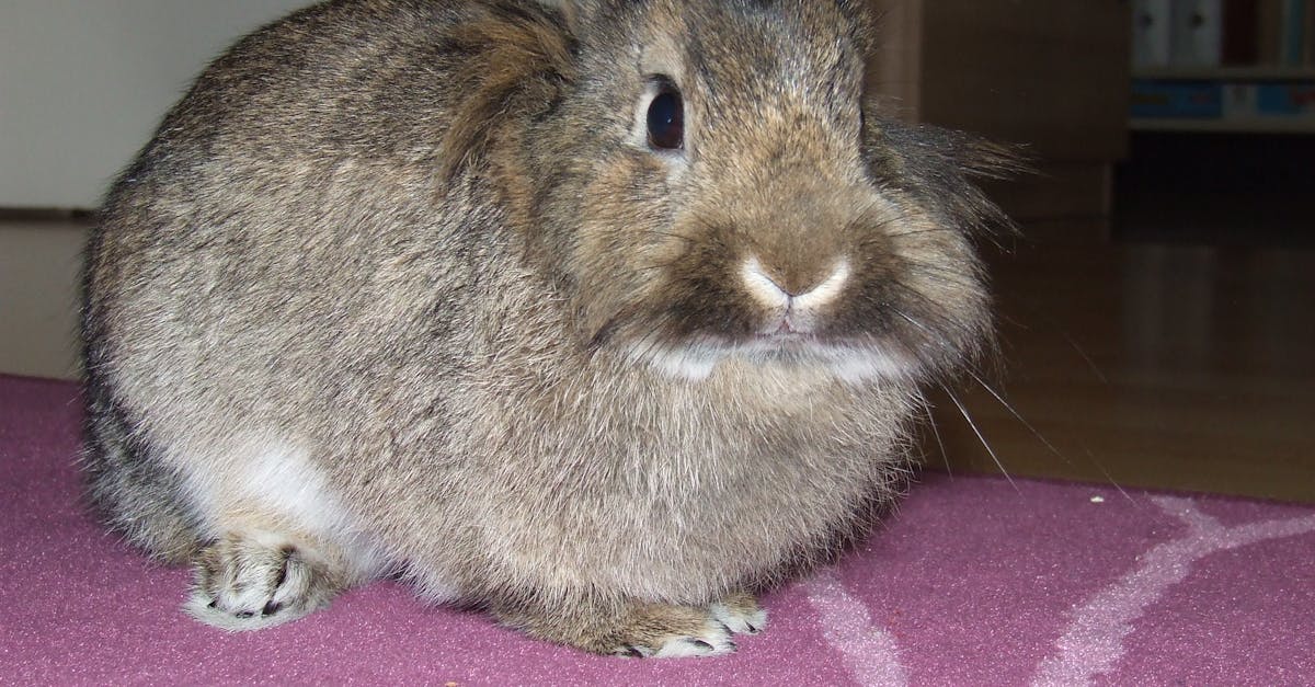 Free stock photo of bunny, rabbit