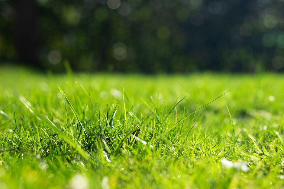 how to make your grass thicker and greener
