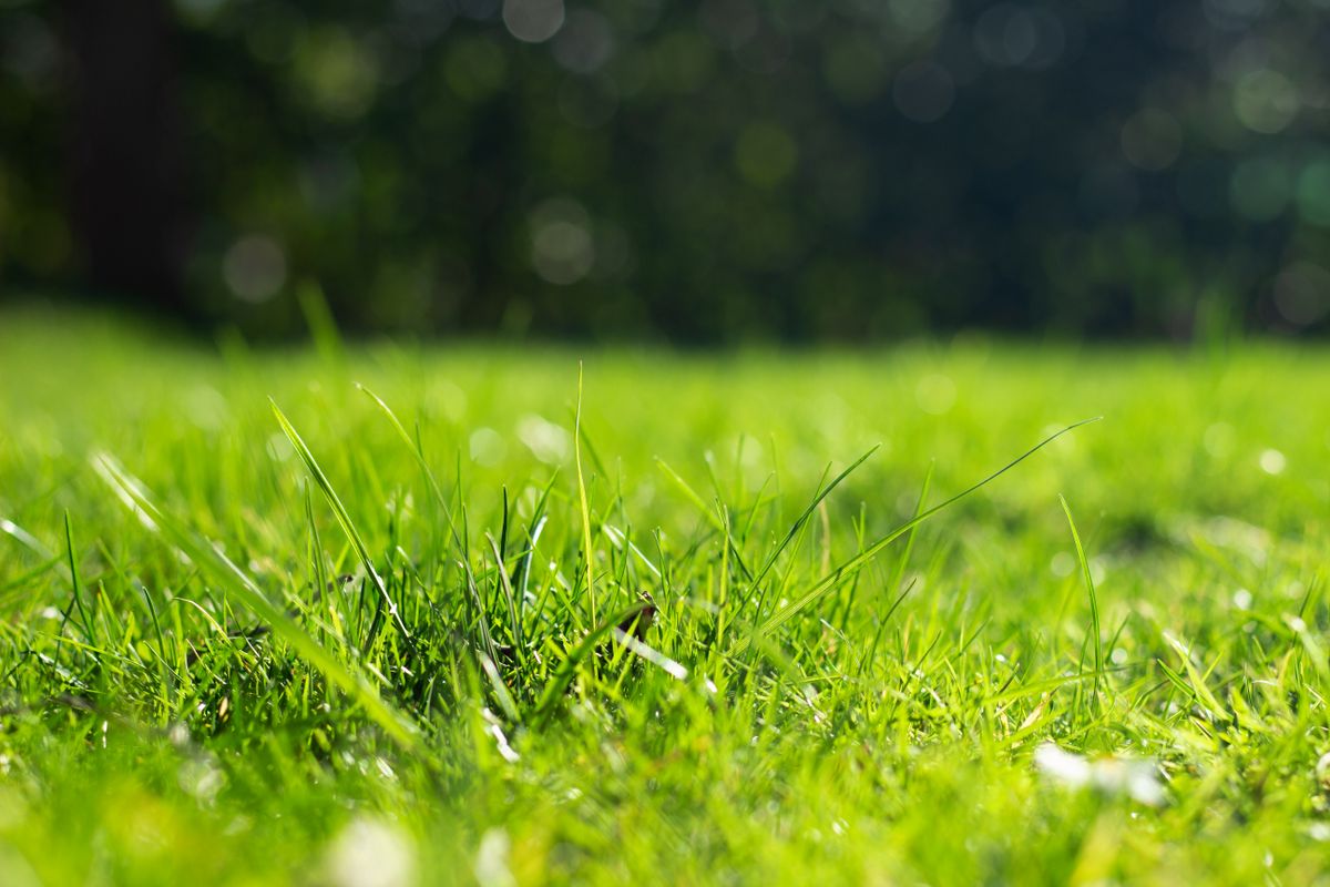 Detailed shot of lush green grass in bright sunlight with a blurred background.