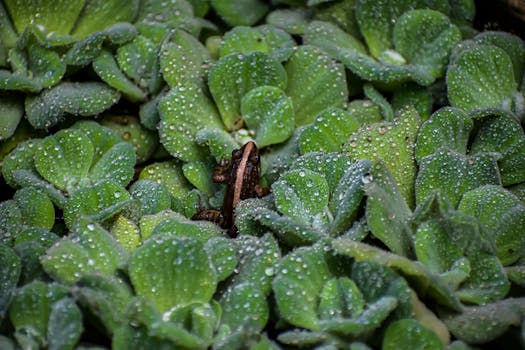 A frog camouflaged among dewy green leaves showcasing nature's tranquility.
