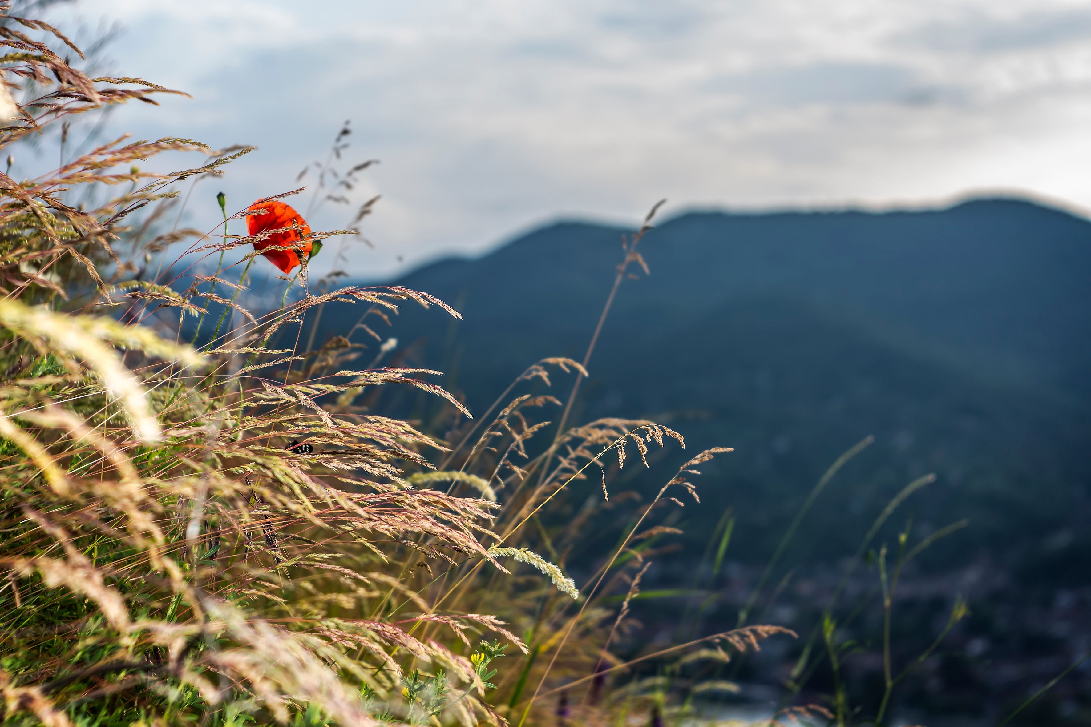 Free stock photo of Adobe Photoshop, autumn, autumn colours