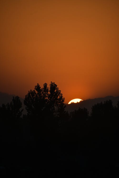 Free Silhouette of a Tree during Sunset Stock Photo