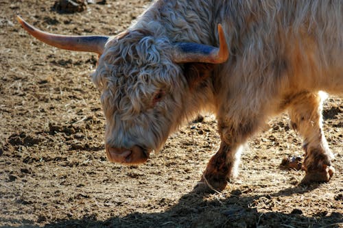 Foto profissional grátis de agricultura, animal, bezerro