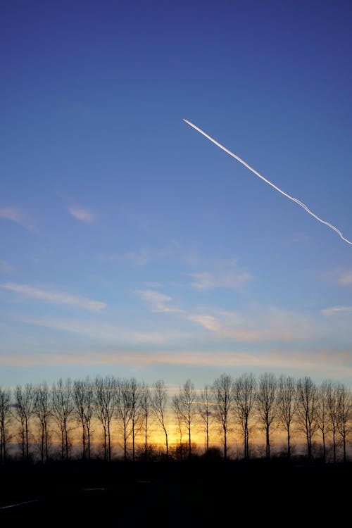 Immagine gratuita di alberi, cielo azzurro, mattina