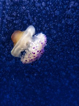 Close shot of a jellyfish swimming in the deep blue sea in Valencia, Spain.