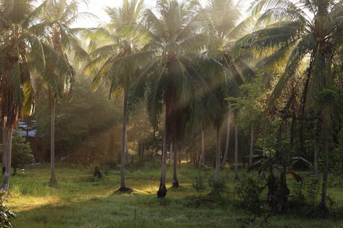 คลังภาพถ่ายฟรี ของ ต้นไม้สีเขียว, ธรรมชาติ, ป่า