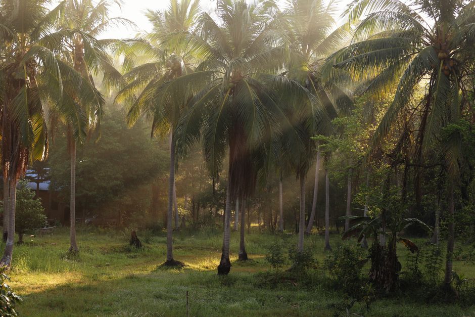 Sunlight filters through palm trees in a serene forest setting, casting warm morning rays.