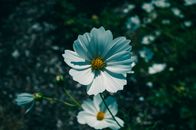 White Cosmos Flowers in Close-up Photography