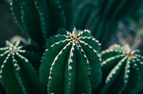 Free Detailed close-up of a green cactus with spikes and a blurred background, highlighting desert plant textures. Stock Photo